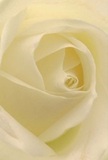 This image draws you into the tender heart of a cream-hued rose, nestled as gently as Harmondsworth itself along the Colne Valley. The petals, luminous and whisper-soft, unfurl in a spiral that invites the eye to journey towards the centre, each curve kissed by faint morning shadows. There is a serene radiance to the composition, evoking feelings of peace and new beginnings, much like dawn breaking over Harmondsworth's countryside. The artistry behind the arrangement is evident-the careful placement of each translucent petal reveals both fragility and timeless skill, as only a local florist can achieve. As you imagine leaning in, a faint, sweet fragrance lingers, understated yet unforgettable. This rose speaks to moments of heartfelt sympathy or joyful celebration, serving as a pure symbol of reverence and admiration for all the milestones marked in the Harmondsworth community. The close perspective reveals not only the flower itself, but also the thoughtfulness and care infused into every local bouquet.